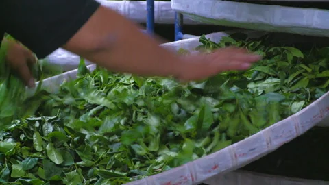 Man's hands spread tea leaves in large container for drying process Video stock 130667944