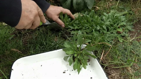 Man's hands trowel digging up plants and putting them together. Stock-Footage 162408967