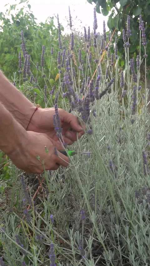 Man's hands using scissors to prune and harvest aromatic blooming lavender .. Vídeos de archivo 339805517
