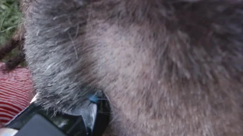 A man's head is shaved with a trimmer. Close-up Stock Footage 146782582