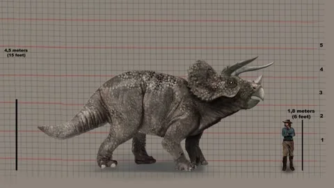 Man's Height Compared To Triceratops On ... | Stock Video | Pond5