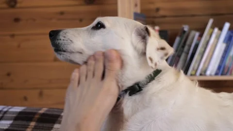 A man's leg is scratching a dog Stock Footage 275571297