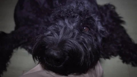 Man's mand stroking a big black dog. Closeup. Stock Footage 100993020