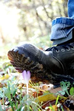 A man's muddy boot tramples on a young Crocus flower. Concept: trampled hopes, Photos