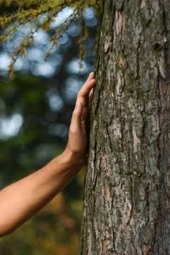 Man's palm on the tree's trunk Stock Photos