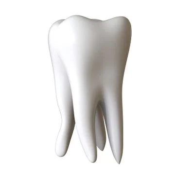 A man's root tooth on a white background. Isolate. Stock Photos