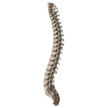 A man's spine on a white background. Isolate. Foto stock