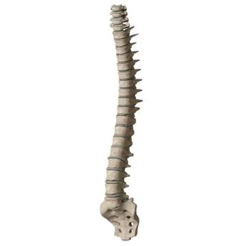 A man's spine on a white background. Isolate. Foto stock