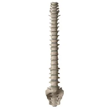 A man's spine on a white background. Isolate. Stock Photos