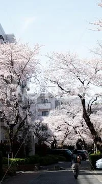 Mansion and sakura cherry blossom trees in Japan Stock Photo #177736560