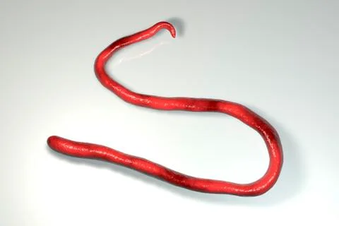 Mansonella streptocerca, a roundworm nematoda that causes streptocerciasis, o Stock Illustration