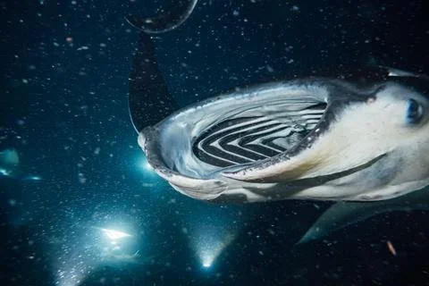 MANTA 01 Stock Photos