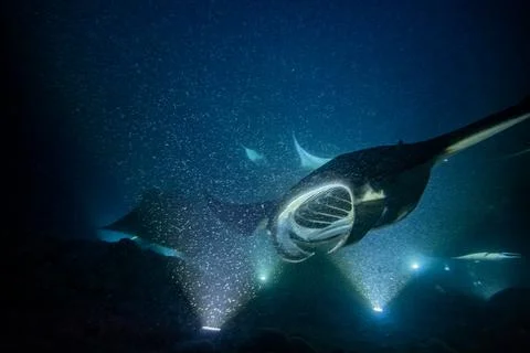 MANTA 02 Stock Photos