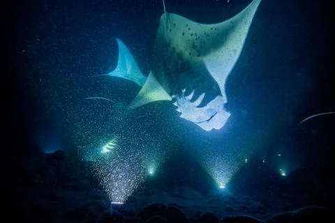 MANTA 03 Stock Photos
