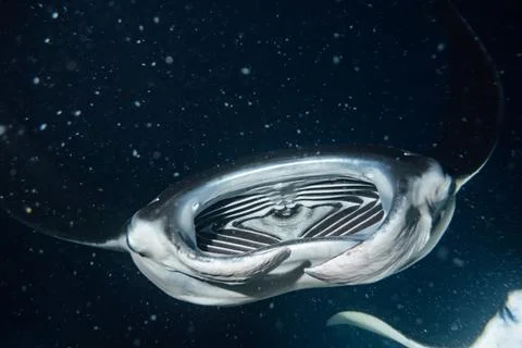 MANTA 04 Stock Photos