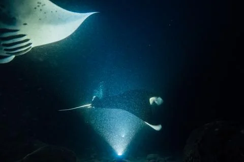 MANTA 07 Stock Photos