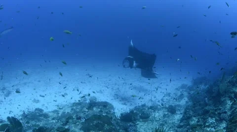 Manta Cleaning Overheadpass-.mp4 Stock Footage 66693943