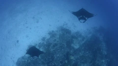 Manta Crossing Above View.mp4 Stock Footage 66693757