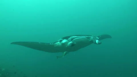 Manta: Devil Ray Stock Footage 332770179