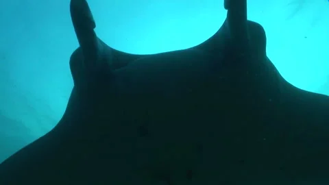 Manta: Devil Ray Stock Footage 332770215