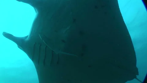 Manta: Devil Ray Stock Footage 332770237