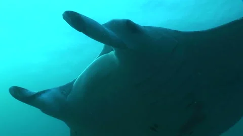 Manta: Devil Ray Stock Footage 332770279