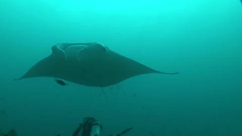 Manta: Devil Ray Stock Footage 332770319