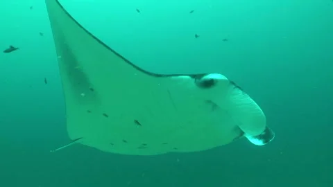 Manta: Devil Ray Stock Footage 332770364