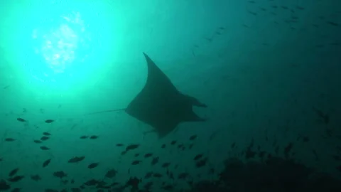 Manta: Devil Ray Stock Footage 332770382