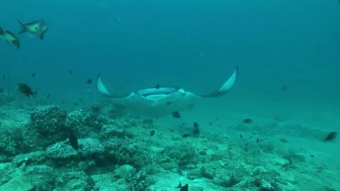 Manta: Devil Ray Stock Footage 332770422
