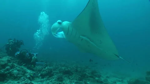 Manta: Devil Ray Stock Footage 332770425