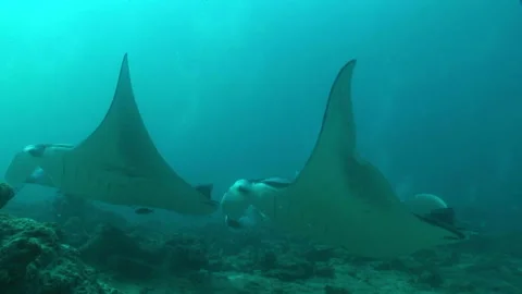 Manta: Devil Ray Stock Footage 332770470