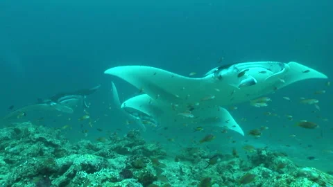 Manta: Devil Ray Stock Footage 332770557