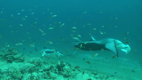Manta: Devil Ray Stock Footage 332770566