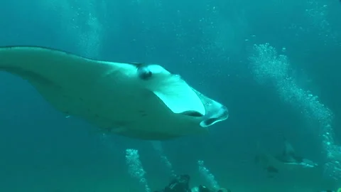 Manta: Devil Ray Stock Footage 332770615