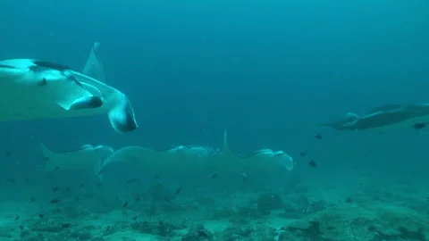 Manta: Devil Ray Stock Footage 332770631