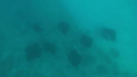 Manta: Devil Ray Stock Footage 332770664