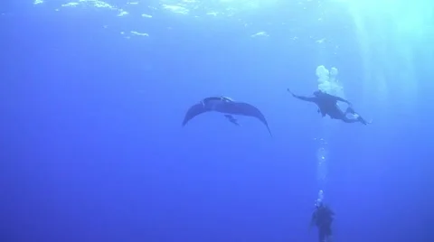 Manta with diver in the background Stock Footage 63295753