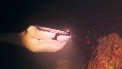 Manta During a Night Dive Stock Footage 303361273