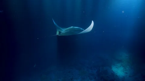 Manta Excursion - Diving with Manta Rays in Hawaii Video stock 92882559