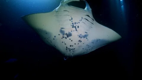 Manta Excursion - Diving with Manta Rays in Hawaii Video stock 92882634