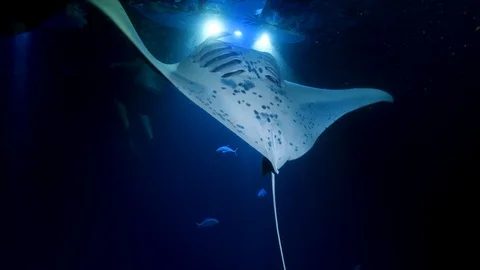 Manta Excursion - Diving with Manta Rays in Hawaii Stock Footage 92882794