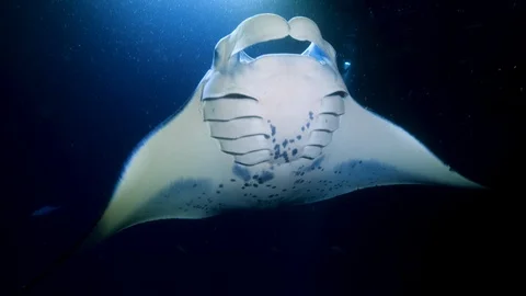 Manta Excursion - Diving with Manta Rays in Hawaii Stock-Footage 92882876
