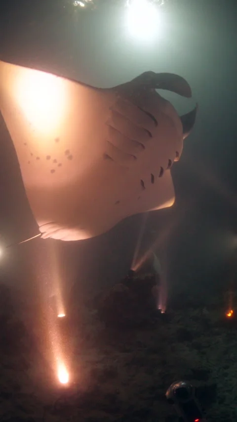 MANTA FEEDING OFF THE LIGHT AT NIGHT Stock Footage 303366573