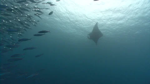 Manta feeding with silver fish Stock Footage 32901291