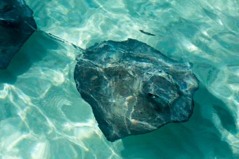 Manta fish Stock Photos