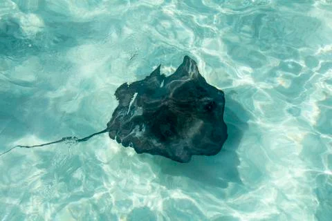 Manta fish Stock Photos