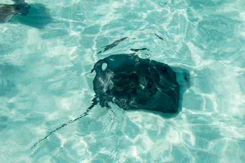 Manta fish Stock Photos