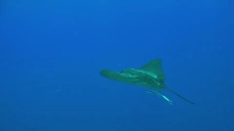 Manta Fish Swims in the Sun Rays Stock Footage 254734531