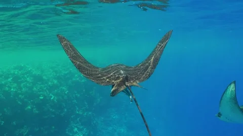 Manta Fish Swims in the Sun Rays Stock Footage 254735824